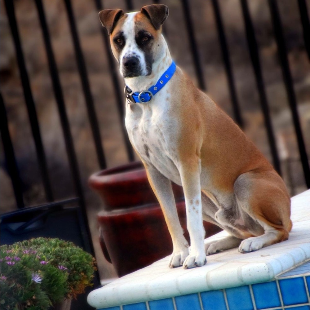 Meet your Posher, Paul